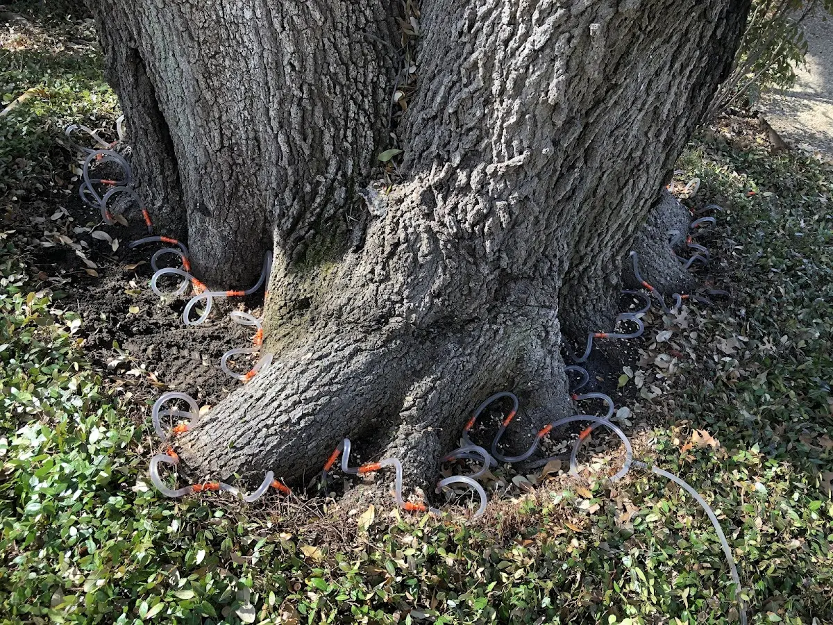 Detailed Tree Cabling and Bracing job site in Bingham