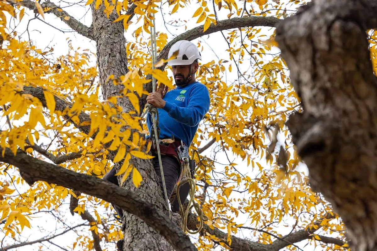 Skilled Tree Transplanting crew working in Bingham